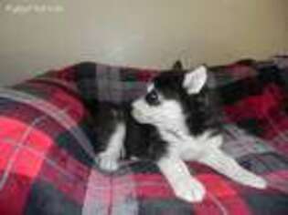 Siberian Husky Puppy for sale in Allen, TX, USA
