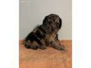 Labradoodle Puppy for sale in Akron, IN, USA