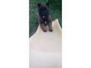 Belgian Malinois Puppy for sale in Lake City, FL, USA