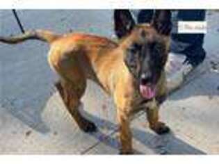 Belgian Malinois Puppy for sale in Columbia, MO, USA