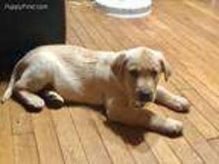 Labrador Retriever Puppy for sale in Port Chester, NY, USA