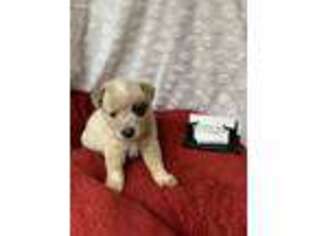 Australian Cattle Dog Puppy for sale in Spring Hope, NC, USA