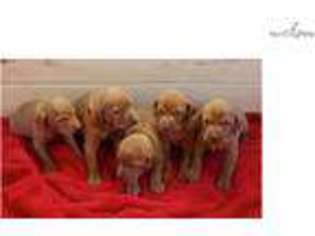 Vizsla Puppy for sale in Billings, MT, USA