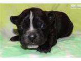 French Bulldog Puppy for sale in Salina, KS, USA