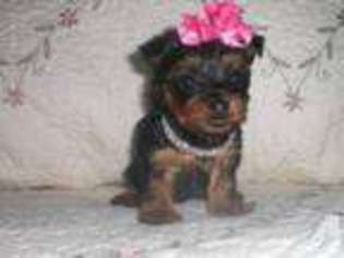 Yorkshire Terrier Puppy for sale in CAMPBELLSVILLE, KY, USA