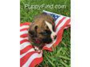 Valley Bulldog Puppy for sale in Sanford, NC, USA