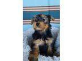Yorkshire Terrier Puppy for sale in Fair Oaks, CA, USA