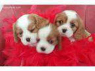 Cavalier King Charles Spaniel Puppy for sale in Kingsland, GA, USA