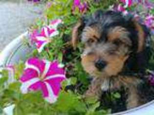 Yorkshire Terrier Puppy for sale in Grabill, IN, USA