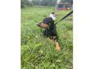 Doberman Pinscher Puppy for sale in New Hampton, NY, USA