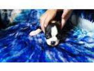 Boston Terrier Puppy for sale in Mohawk, NY, USA