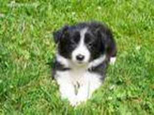 Border Collie Puppy for sale in Cherokee, NC, USA