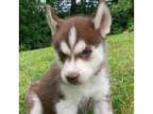 Siberian Husky Puppy for sale in Lisbon, ME, USA