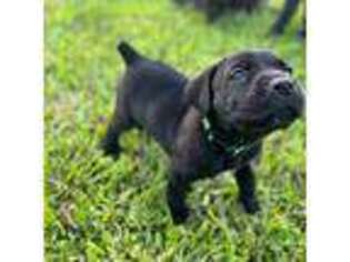 Cane Corso Puppy for sale in Miami, FL, USA