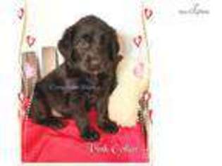 Labradoodle Puppy for sale in Chattanooga, TN, USA