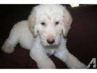 Labradoodle Puppy for sale in AUBURN, CA, USA