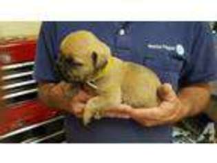 Mutt Puppy for sale in SOMERVILLE, TN, USA