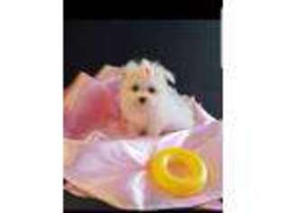 Maltese Puppy for sale in MERCER, PA, USA