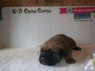 Cane Corso Puppy for sale in MACON, GA, USA