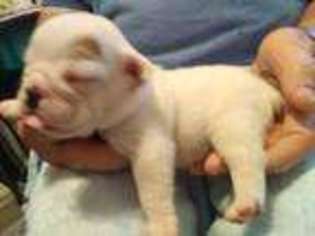 Bulldog Puppy for sale in Deep Run, NC, USA