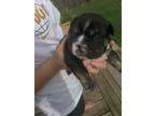 Bulldog Puppy for sale in Belton, MO, USA
