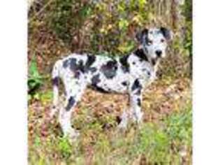 Great Dane Puppy for sale in Brundidge, AL, USA