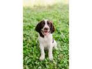 English Springer Spaniel Puppy for sale in Port Royal, PA, USA