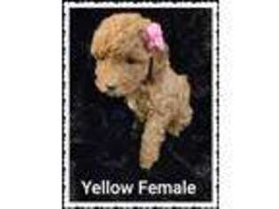 Goldendoodle Puppy for sale in Moroni, UT, USA