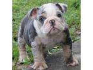 Bulldog Puppy for sale in Mystic, CT, USA