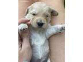 Goldendoodle Puppy for sale in Fredericksburg, TX, USA