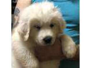 Great Pyrenees Puppy for sale in Menomonie, WI, USA