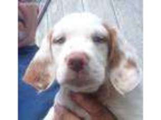 Brittany Puppy for sale in Allenton, MI, USA