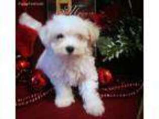 Maltese Puppy for sale in Grandview, WA, USA