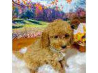 Mutt Puppy for sale in Carteret, NJ, USA