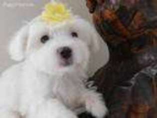 Medium Photo #1 Maltese Puppy For Sale in Stockbridge, GA, USA