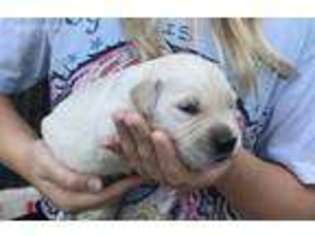 Mutt Puppy for sale in Church Hill, TN, USA