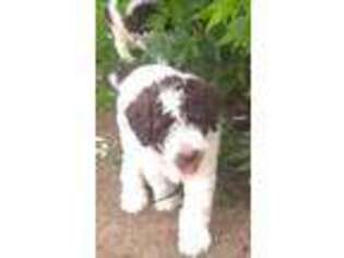 Labradoodle Puppy for sale in Latham, NY, USA
