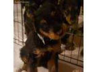 Airedale Terrier Puppy for sale in Duncan, OK, USA