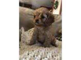 Cavapoo Puppy for sale in Napoleon, OH, USA