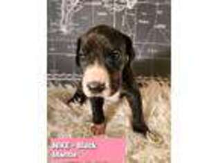 Great Dane Puppy for sale in Brainerd, MN, USA