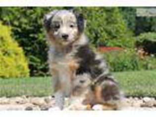 Miniature Australian Shepherd Puppy for sale in Lancaster, PA, USA