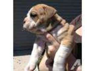Bulldog Puppy for sale in RIVERDALE, MI, USA