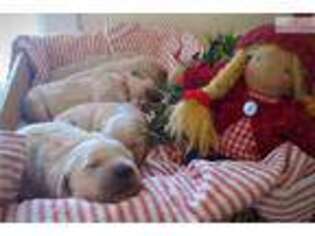 Golden Retriever Puppy for sale in Fort Collins, CO, USA