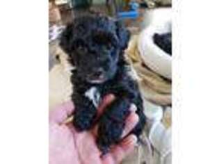 Yorkshire Terrier Puppy for sale in Spanish Fork, UT, USA