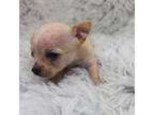 Chihuahua Puppy for sale in Tampa, FL, USA