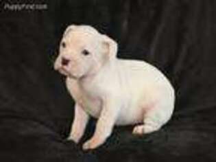 Boxer Puppy for sale in Live Oak, FL, USA