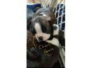 Mutt Puppy for sale in Panama City Beach, FL, USA