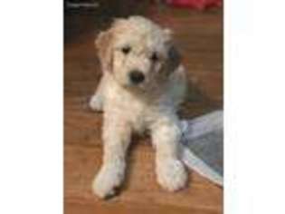 Goldendoodle Puppy for sale in Maple Valley, WA, USA