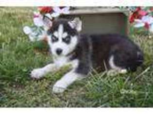 Siberian Husky Puppy for sale in Rocky Comfort, MO, USA