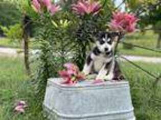 Alaskan Klee Kai Puppy for sale in Moberly, MO, USA